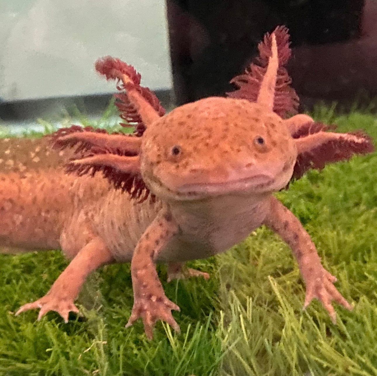 Happy Axolotl Swim Shirt