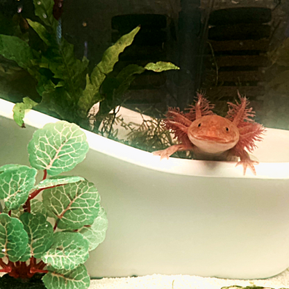 Happy Axolotl - Premium Pillow Case