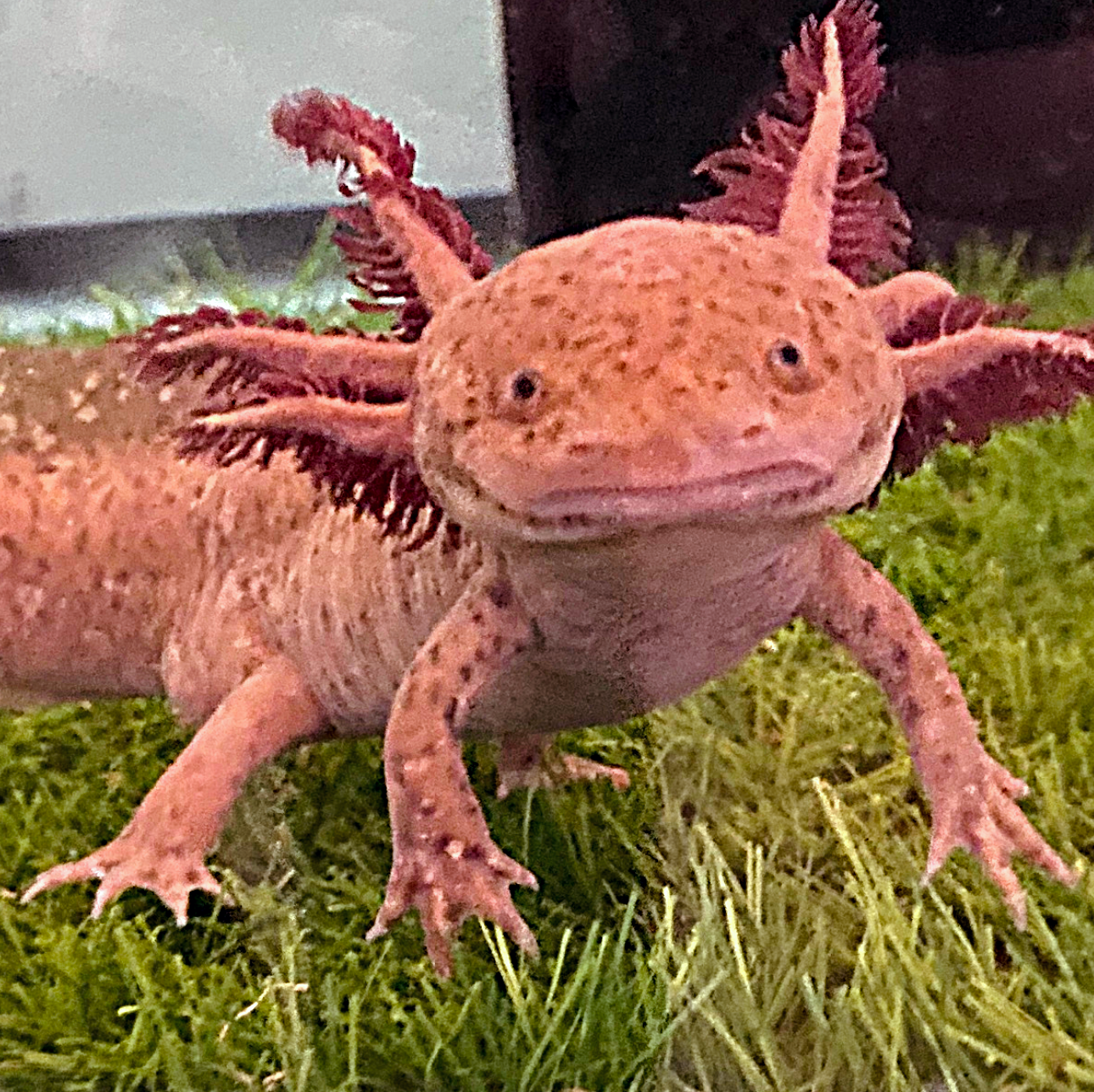 Happy Axolotl - Premium Pillow Case