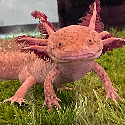 Happy Axolotl - Premium Pillow Case